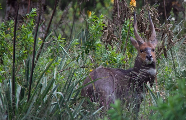 Wildlife Wonders