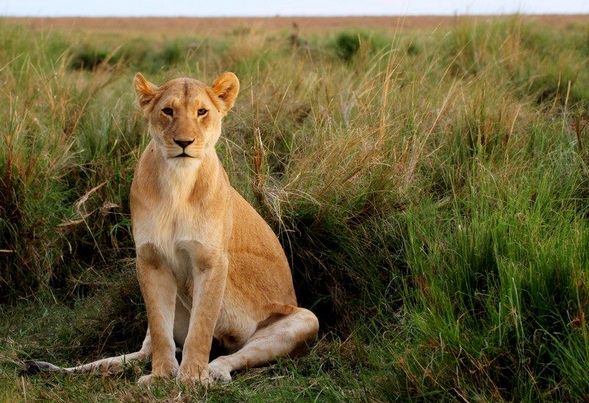 Wildlife, The Big Five