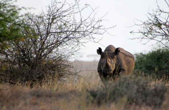 Conservation Safari