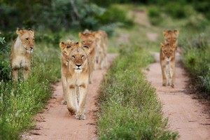 South Africa Women's Adventure // March 4 – 15, 2018